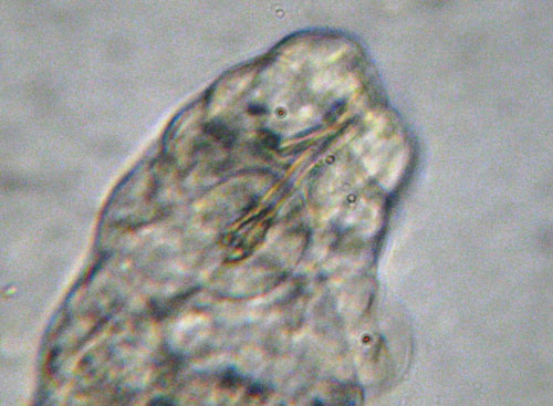 Tardigrado: probabile Macrobiotus richtersi